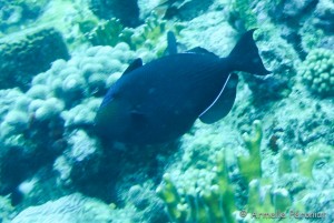 Malendure - îlet Pigeon 